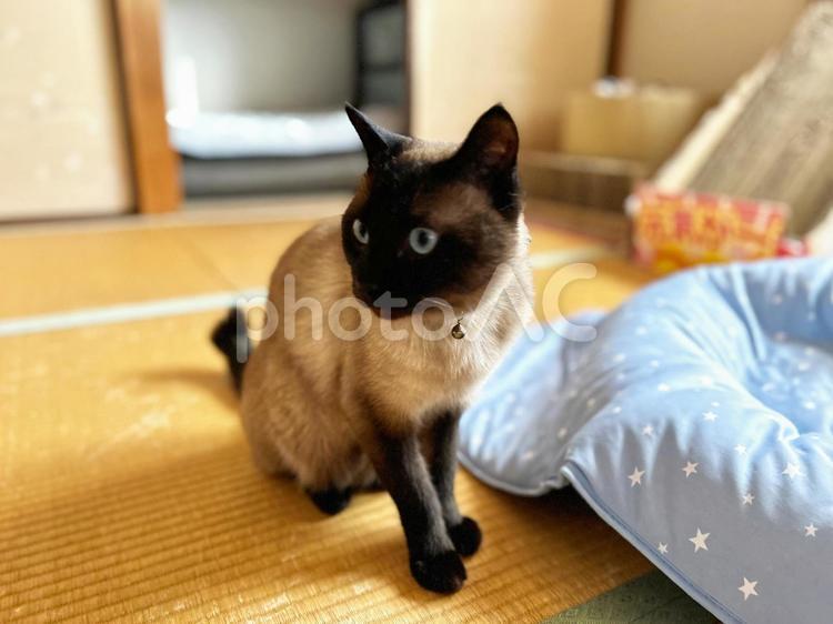 置いて行かれたシャム猫 シャム猫,飼い猫,保護ネコの写真素材