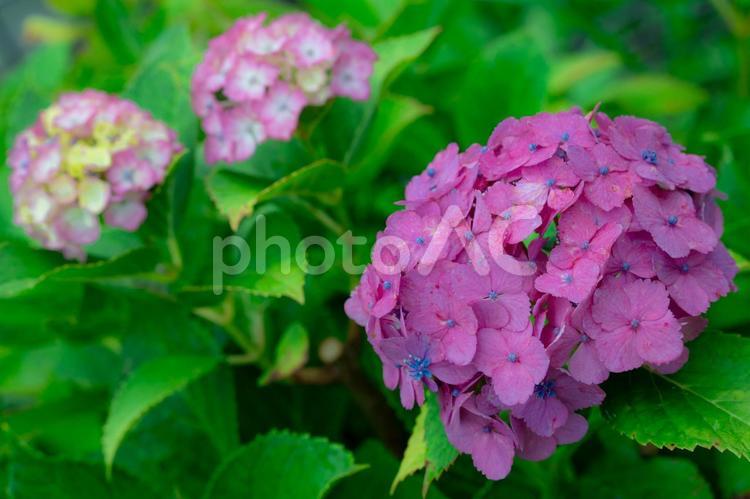 あじさい　ピンク　花　むらさき あじさい,花,かわいいの写真素材