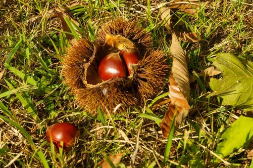 秋の味覚である木に実った栗の実 秋の味覚である木に実った栗の実 秋,栗,秋の味覚の写真素材