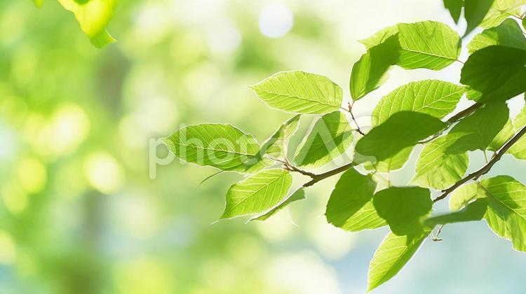 初夏の新緑葉の木洩れ日　美しい光 新緑,木洩れ日,木漏れ日の写真素材