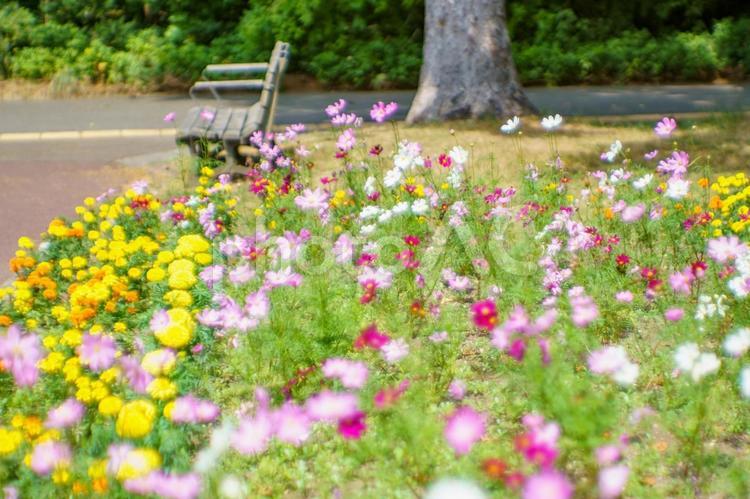 豊平公園のコスモス（北海道札幌市） コスモス,秋桜,豊平公園の写真素材