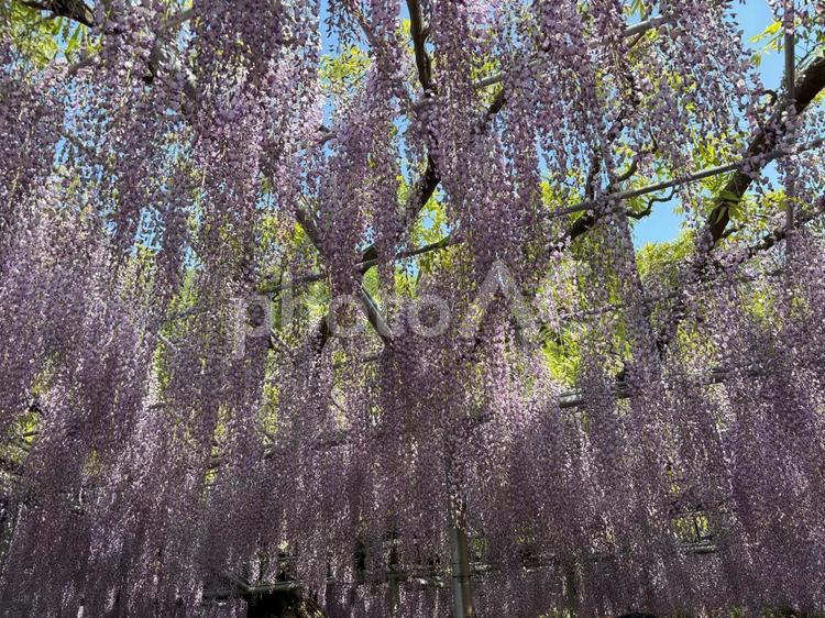 あしかがフラワーパーク2025（日中）4 あしかがフラワーパーク,花,植物の写真素材