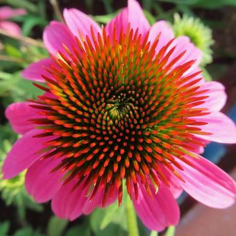エキナセア エキナセア エキナセア,花,花びらの写真素材