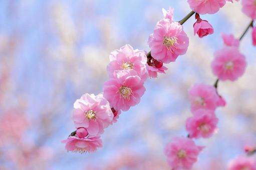 梅の花　春の訪れ 梅,春,花の写真素材