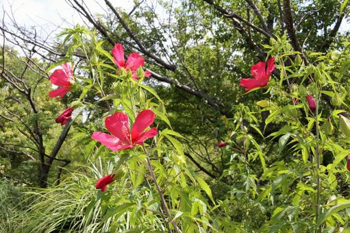 モミジアオイ・紅葉葵 モミジアオイ・紅葉葵の写真