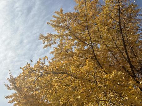 黄色い銀杏の梢と秋空　イチョウ　紅葉 イチョウ,銀杏,紅葉の写真素材