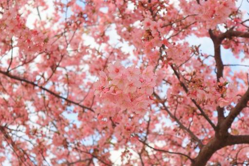 満開の桜 満開の桜の写真