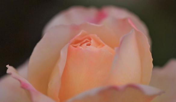薔薇 薔薇の写真