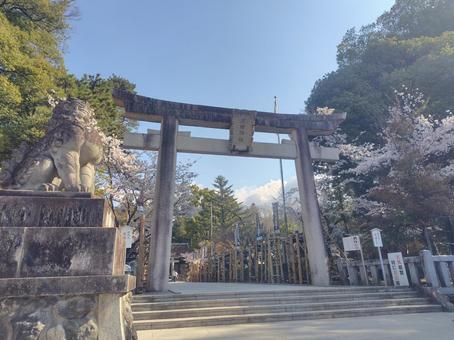 桜と武田神社の鳥居 桜と武田神社の鳥居の写真