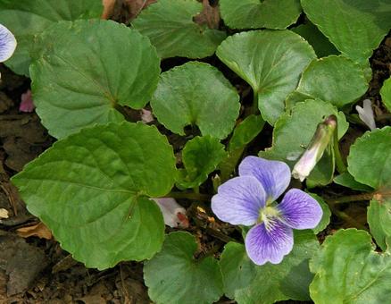 アメリカスミレサイシン プリセアナ アメリカスミレサイシン,プリセアナ,亜米利加菫細辛の写真素材