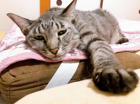 サバトラ猫 サバトラ猫 ねこ,猫,にゃんこの写真素材