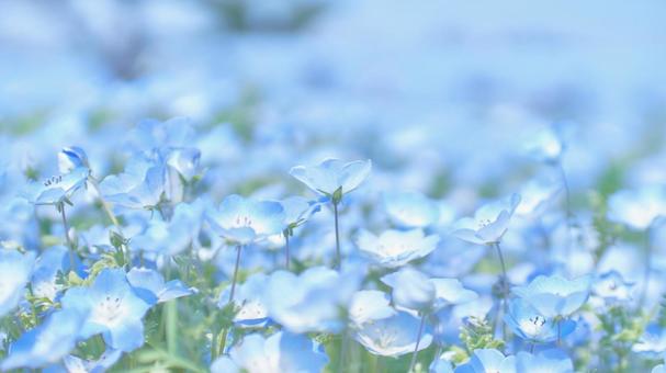 一面に広がるネモフィラ瑠璃唐草の花畑 ネモフィラの花,一面,瑠璃唐草の写真素材