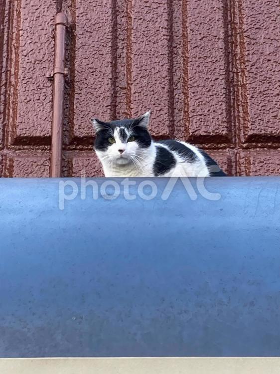 野良猫　ひさしに乗るハチワレ猫 野良猫,地域猫,さくら猫の写真素材