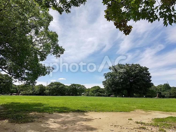 天気のいい日の公園 木々,緑,公園の写真素材