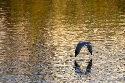 ウミネコの飛翔⑴ 鳥,ウミネコ,飛翔の写真素材