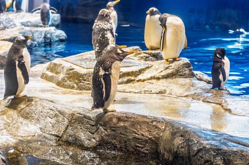 岩場に立つペンギン 岩場に立つペンギン ペンギン,水族館,綺麗の写真素材