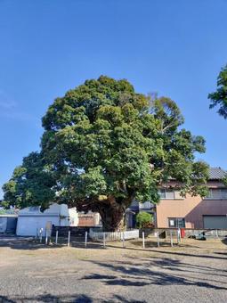 庄野宿　川俣神社のスダジイ（椎の木） 川俣神社,庄野宿,スダジイの写真素材