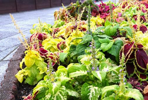 カラーリーフの寄せ植え　秋冬　 カラーリーフ,寄せ植え,秋の写真素材