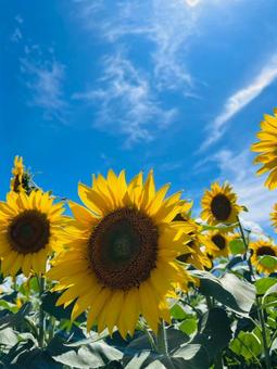 夏空とひまわり畑の写真