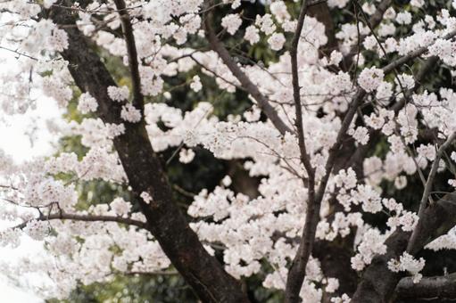 満開の桜が彩る春の風景① 満開の桜が彩る春の風景①の写真