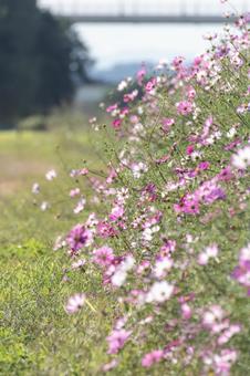 秋桜 秋桜 コスモス,秋桜,かわいいの写真素材