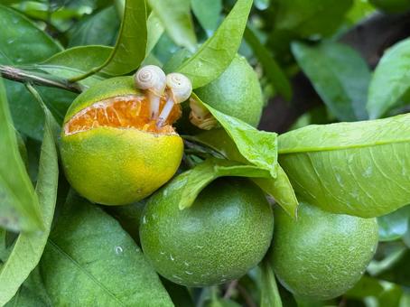 割れたみかんを夢中で食べるカタツムリI 極早生みかん,みかん,農作物の写真素材