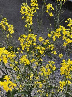 黄色い花 黄色い花,花,黄色の写真素材