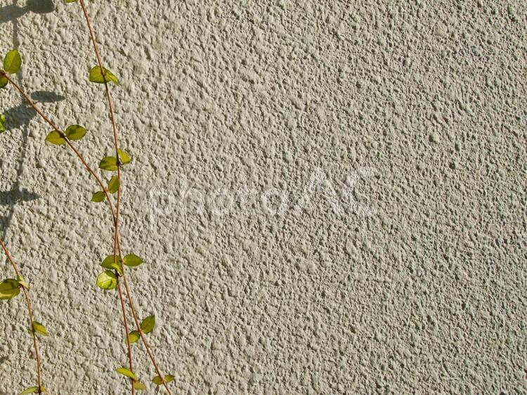 つるの長い植物 植物,白バック,緑の写真素材