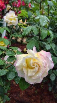 雨上がり、薔薇の花 雨上がり、薔薇の花 薔薇,バラ,ローズの写真素材