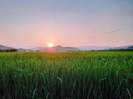 朝の田んぼ 田んぼ,稲,稲作の写真素材
