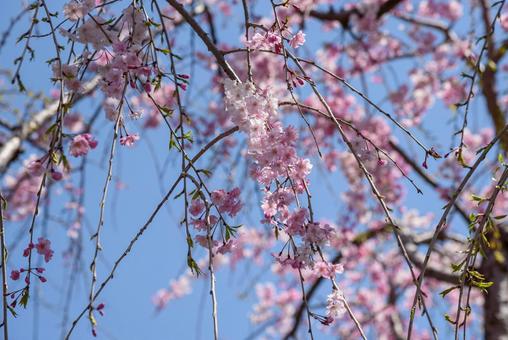 ピンクの枝垂れ桜 ピンクの枝垂れ桜の写真