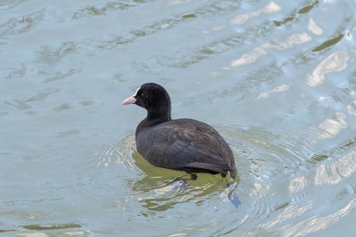 水面を泳ぐオオバン 水面を泳ぐオオバン オオバン,鳥,野鳥の写真素材
