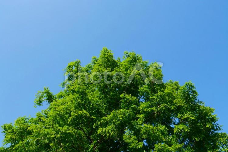 さわやかな青空と緑 空,木,グリーンの写真素材