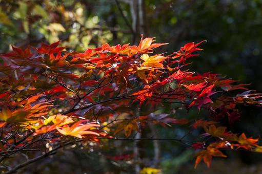 滝頭公園の紅葉7（田原市） イロハモミジ,紅葉,滝頭公園の写真素材