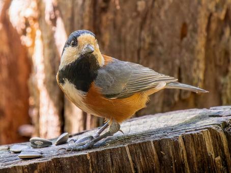 切り株にとまるヤマガラ 切り株にとまるヤマガラの写真