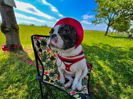 初夏の犬（フレブル&キャンプ）_6 犬,フレブル,肉球の写真素材