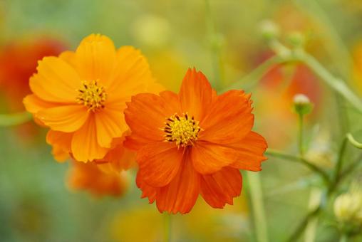 キバナコスモスの花 キバナコスモスの花の写真