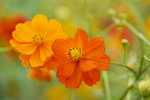 Photo, cosmos sulphureus, cosmos, flor, 