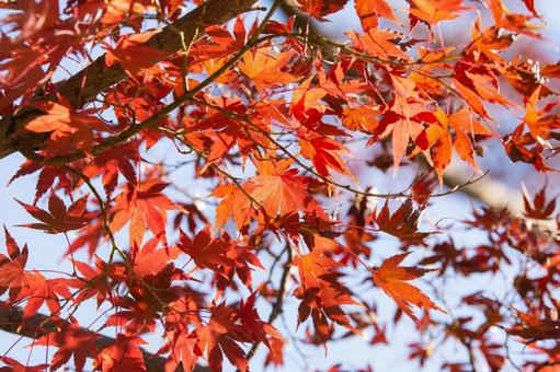 紅葉 紅葉,秋素材,背景の写真素材