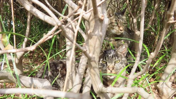植込みの木漏れ日で心地よく寛ぐ猫様たち 猫,キジトラ,日向ぼっこの写真素材