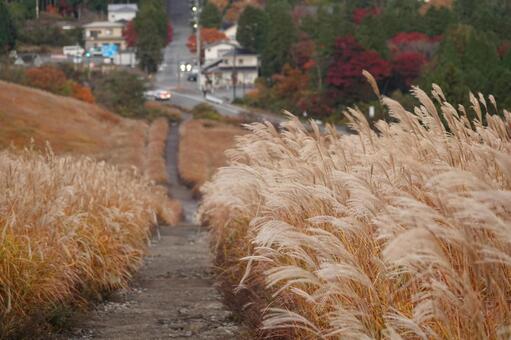 誰もいないすすき野原 風景,秋色,すすきの写真素材