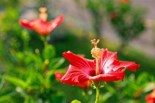 ハイビスカス ハイビスカスの写真
