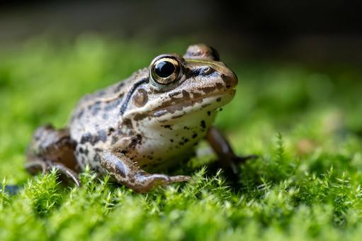 苔で休むトノサマガエル 苔で休むトノサマガエル トノサマガエル,殿様蛙,カエルの写真素材