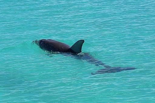 ニューカレドニア ノカンウイ島19イルカ ニューカレドニア ノカンウイ島19イルカの写真