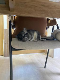 寝ているチンチラ 寝ているチンチラの写真