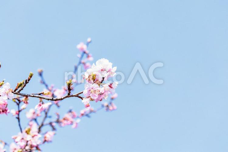 一足早い春を告げる早咲きの桜の花 春,花,青空の写真素材