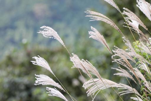 ゆらゆらススキの写真