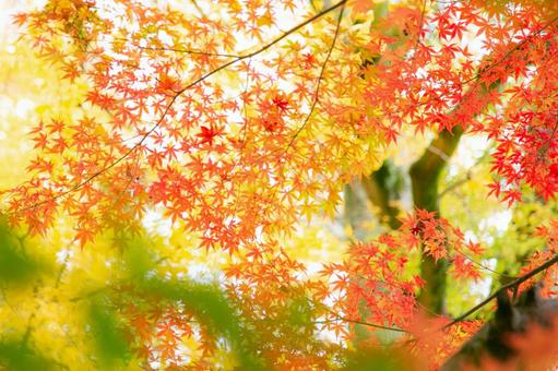 彩り豊かな紅葉 彩り豊かな紅葉の写真