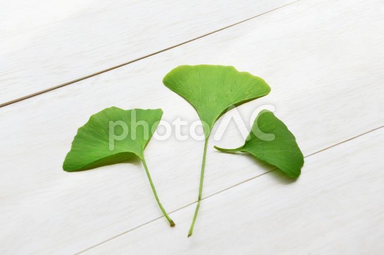 秋～鮮やかな緑色のイチョウの葉 秋,秋イメージ,初秋の写真素材