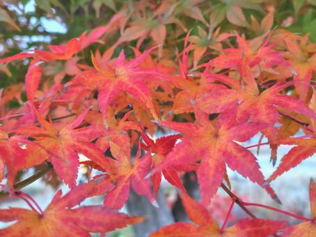 Photo, autumn leaves, maple, autumn, 